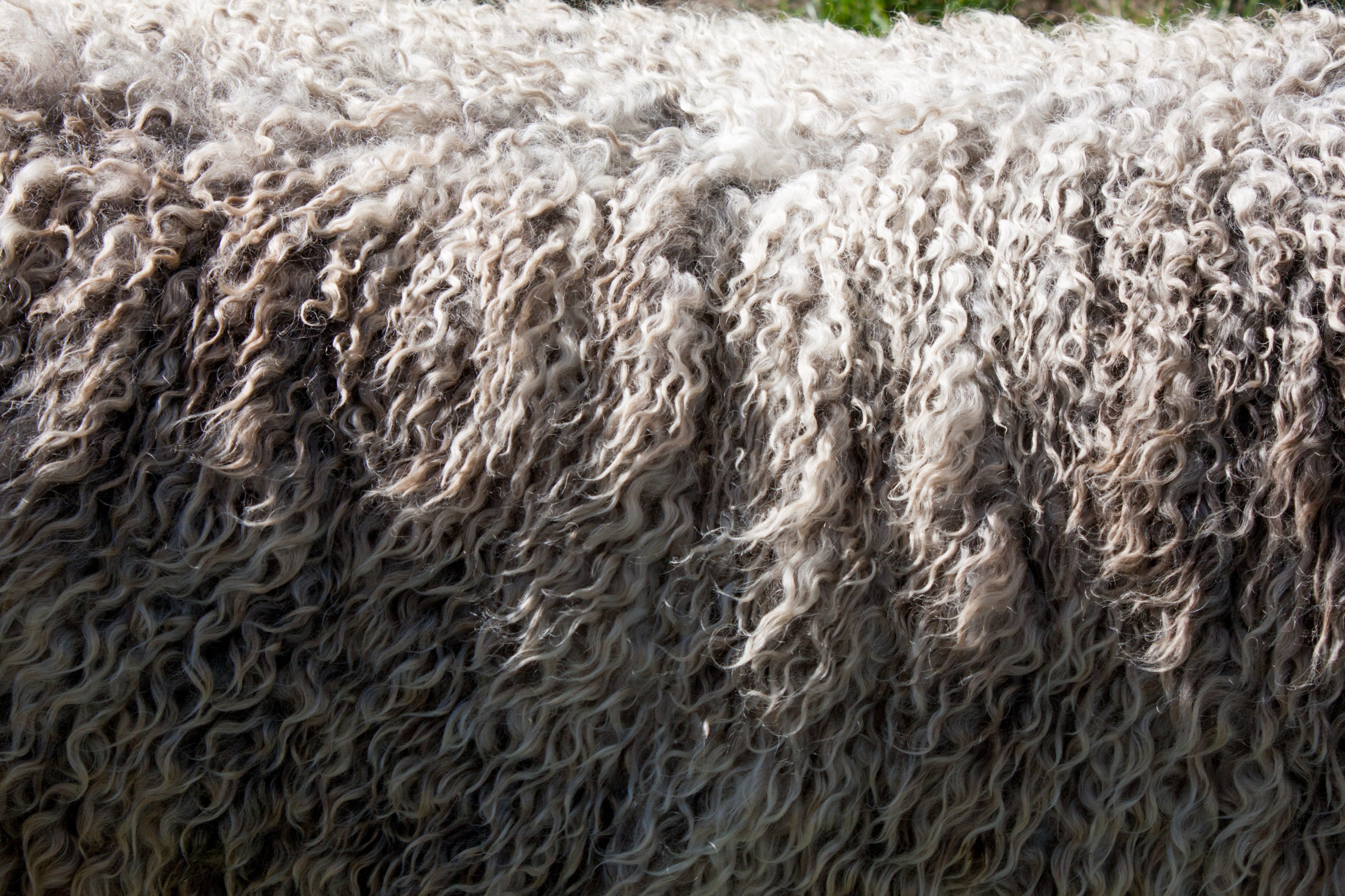 Wool vs Merino Wool